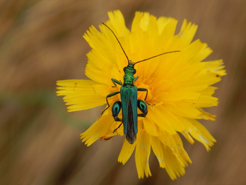Aiuto ID coleottero1 - Oedemera nobilis
